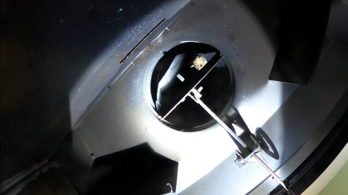 Humane chimney animal removal capturing a squirrel safely